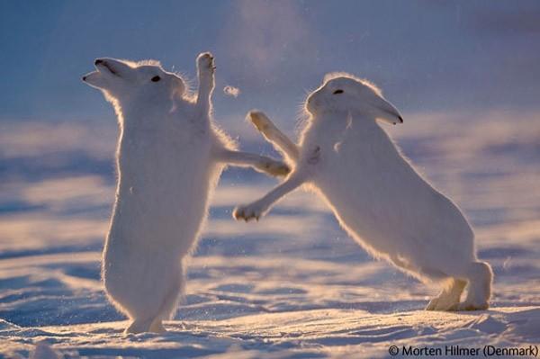 Wildlife Photographer of the Year 2009