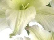 Alstroeméria X-treme