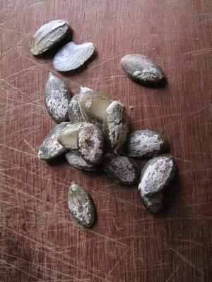 Graines de potimarron