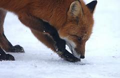 Renard gratte