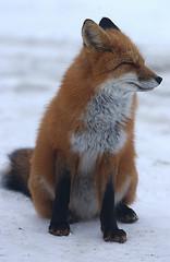 Renard assis
