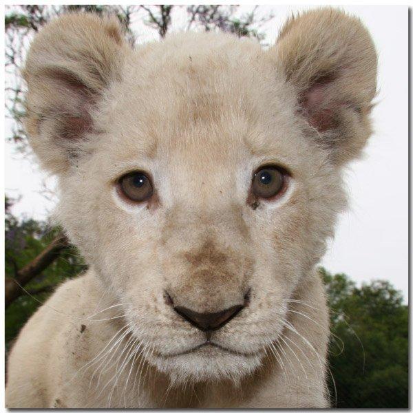 Défi mot de novembre