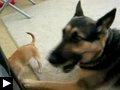 Videos: Un chien danse le mambo + Un chiot attaque un berger allemand