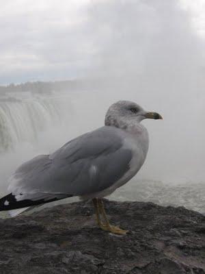 Etats-Unis - Canada - Niagara Falls 