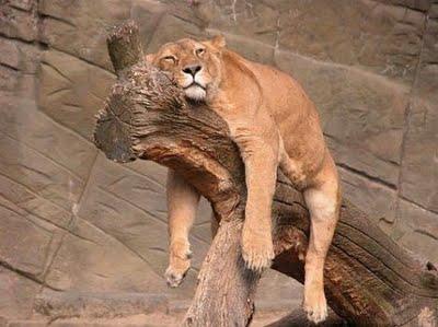 Complètement épuisés