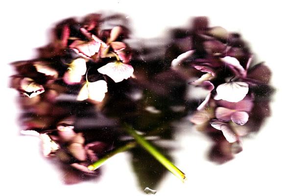 floralité d'automne .v3