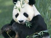 espèces menacées d’extinction