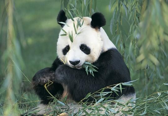 panda 17 291 espèces menacées dextinction ...