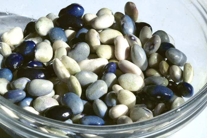 Blues beans haricots bleus feijao azul