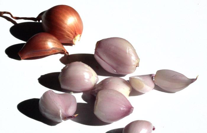 Shallot echalote échalottes chalota