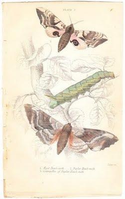 Vintage Prints and Antiques