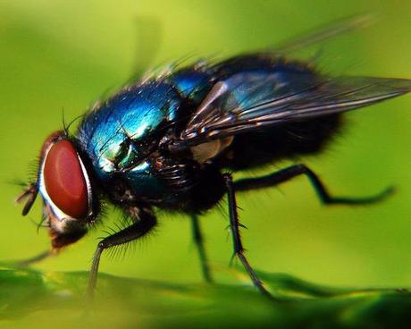 Macro Photography II – 70 Beautiful Photos of Insects