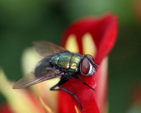Macro Photography II – 70 Beautiful Photos of Insects