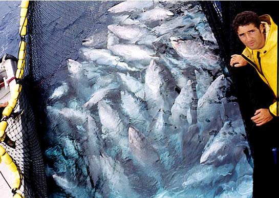 Menace du thon rouge: doit-on interdire la pêche?