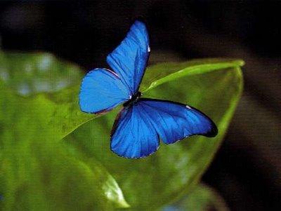 papillon bleu