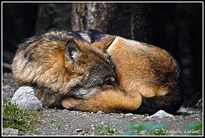 Les loups, ces mal aimés ?