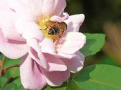 Journal novembre 2009 situation saison...