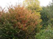 Feuillages d'automne Rennes