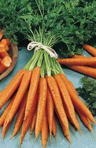 Macreuse braisée aux carottes nouvelles
