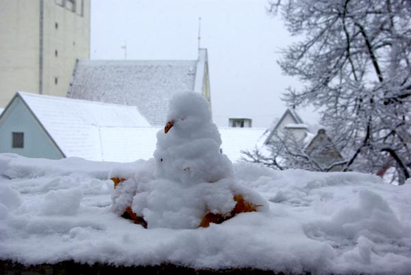 chouette des neiges