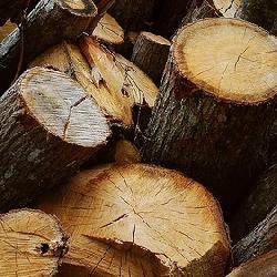 bois,deforestationt