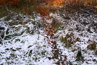 La Chaux-de-Fonds: 8 novembre 2009