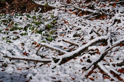 La Chaux-de-Fonds: 8 novembre 2009