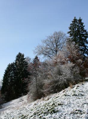 La Chaux-de-Fonds: 8 novembre 2009