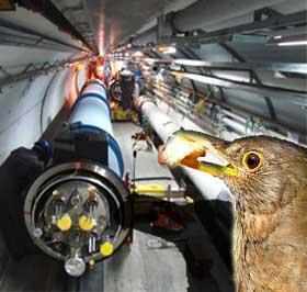 un oiseau terrasse le lhc avec un morceau de pain