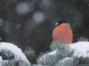 Sous battements fragiles tendresse (Jean Aron)
