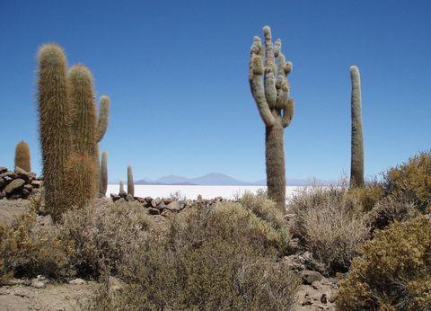 le désert de Incahuasi.