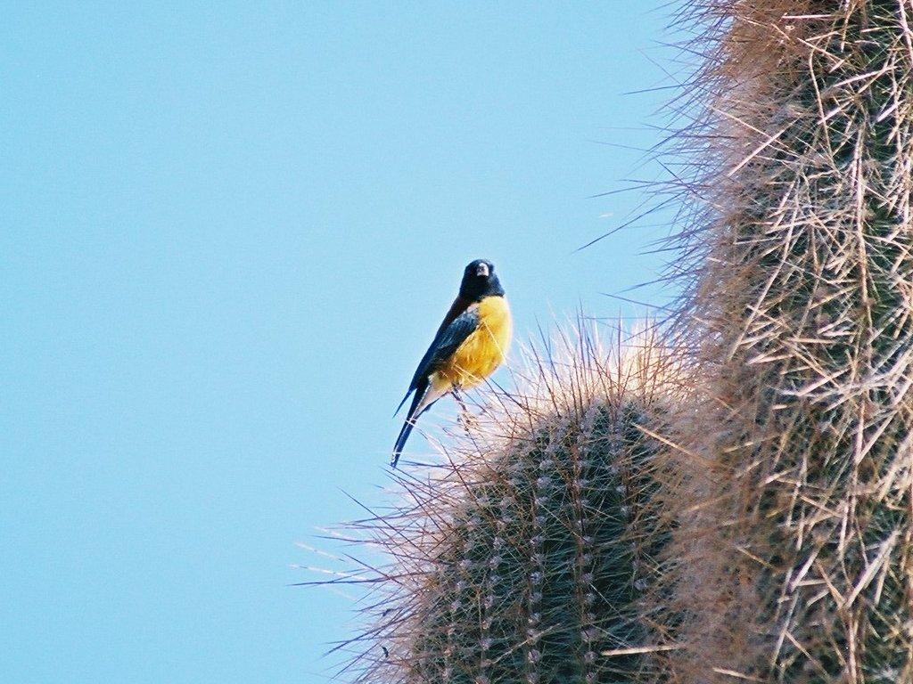 le désert de Incahuasi.
