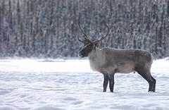 Caribous sur lac