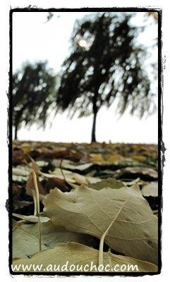 A la faveur de l'automne A la faveur de l'automne