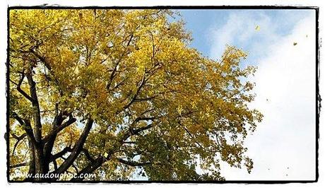A la faveur de l'automne A la faveur de l'automne