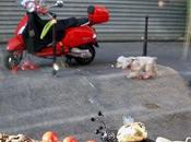 chien l’escargot: fable revisitée, l’œil d’une trollette dans forêt…