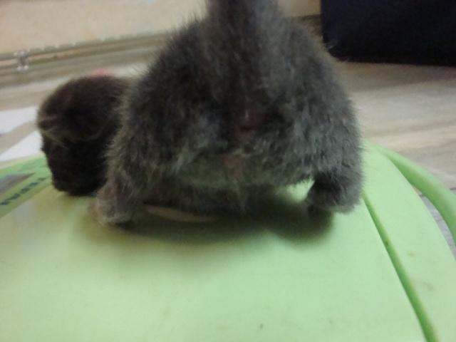 La petite famille du clan d’Iriwal :)