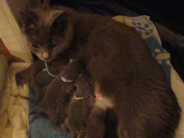 La petite famille du clan d’Iriwal :)