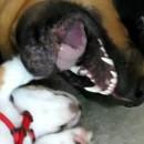 Un chiot beagle attaque un rottweiler
