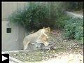 Videos: une biche échappe aux lions + un cerf joue dans une flaque