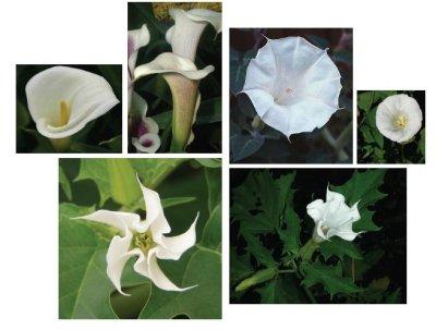 Caroline Schilling, concept Spotlights