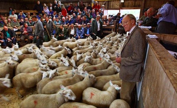 Vente de moutons aux enchères