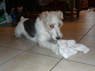 Pour ceux qui demandaient des nouvelles de Vanille...