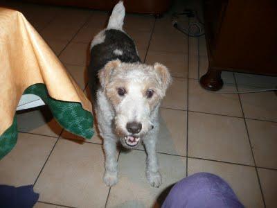 Pour ceux qui demandaient des nouvelles de Vanille...