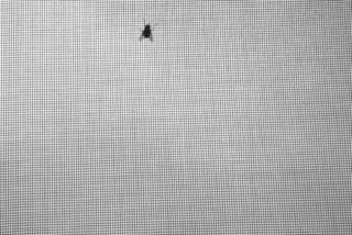 Elle Veut Revenir / She Wants Come Back