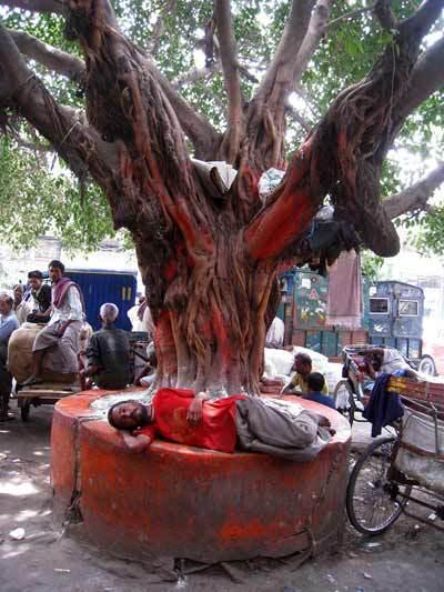 Au pied de l'arbre rouge, il s'était endormi ...