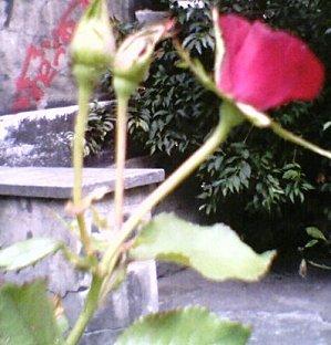 Dilatoire - Souscription publique Julien Lahaut