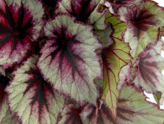 Begonia-eveningglow_01