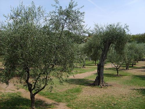 Les oliviers sur la colline de Cimiez à Nice par marovibar