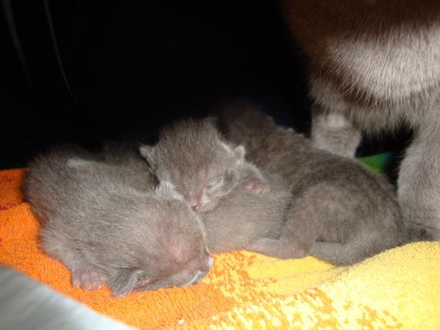 La petite famille du clan d’Iriwal : presque une semaine…